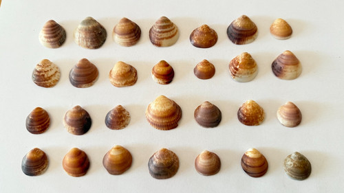 Muschelmix aus schönen - muschelmix, 28