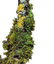 4x große Äste, für