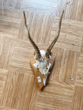 Rehbock-Trophäe auf Holzschild leicht beschädigt, ca. 30 cm, Jagdtrophäe Geweih