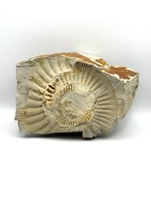 Fossil Versteinerung