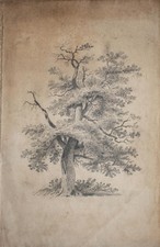 Eiche Baumstudie Studie