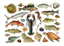 EF 7374 - Bogen  Glanzbilder Oblaten Scraps - Fische