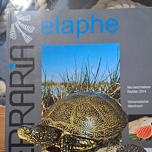 Elaphe zeitschrift reptilien - zeitschrift,