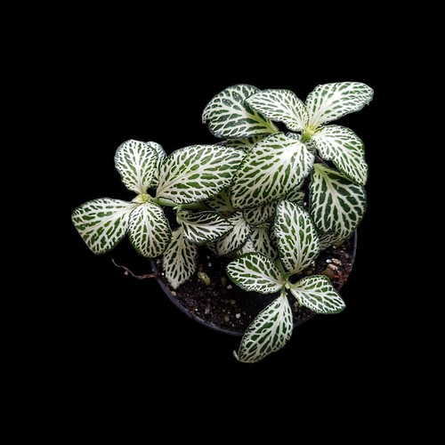 Fittonia verschaffeltii
