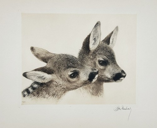 Reh deer rehe - rehe, rehkitz