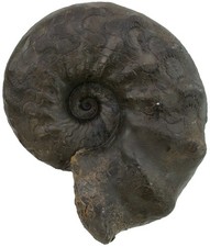 Trias  Ceratides nodosus