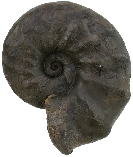 Trias ceratides nodosus - trias,