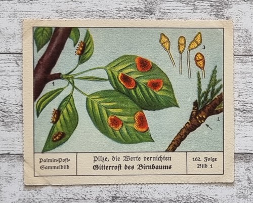 Gitterrost birnbaum pilz wert - gitterrost,
