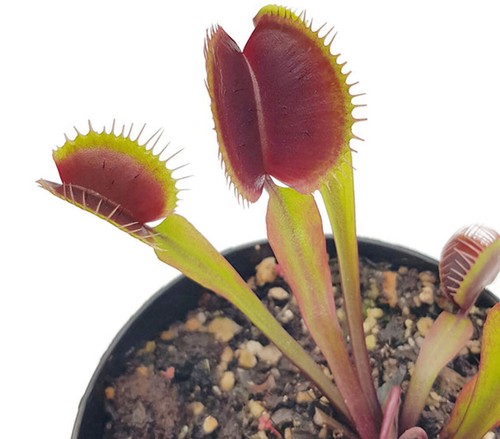 Dionaea muscipula fts - dionaea, maroon