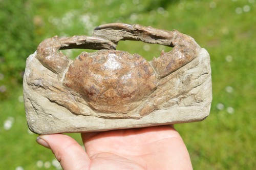 Schöne grosse seltene fossile - schÖne,