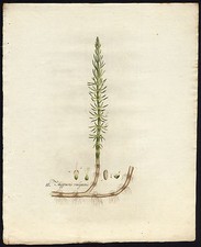 Antiker Druck - HIPPURIS