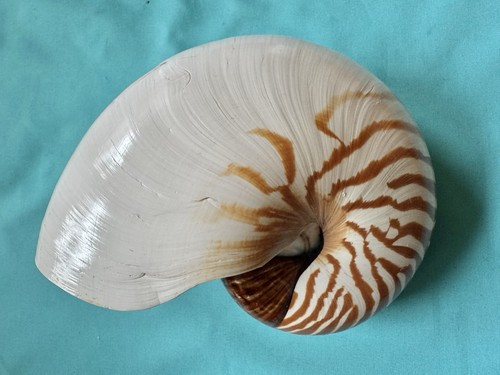 Große meeresmuschel nautilus - große,