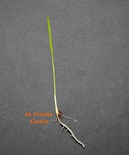 Roystonea Regia, Elata, Kubanische Königspalme, Palme, Zimmerpalme, 1 Sämling