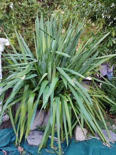 Jucca gloriosa palmlilien - 1,