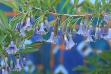 80002384 Acnistus australis blauer Mini Trompetenbaum 10 Samen