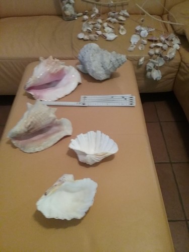 Muschelsammlung