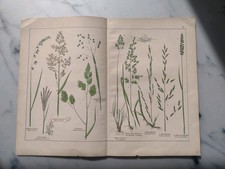 Antiker botanischer