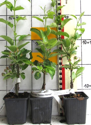 Malus hybr golden hornet - malus, x