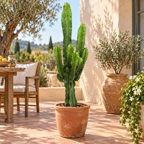 Euphorbia erytrea 90 - ca.,