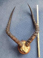 Impala-Geweih Jagdtrophäe