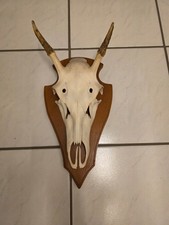 Geweih vom Hirsch (Rotwild)