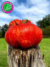 FEUERWERK  FLEISCHTOMATE ? 10+ Samen ♥️ alte Sorte das Geschmacksfeuerwerk !