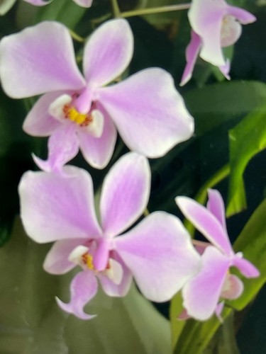 Orchidee phalaenopsis - orchidee,