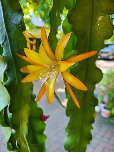 Orange gelb epiphyllum - orange-gelb,