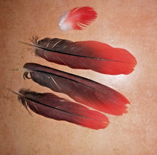 4 verschiedene Natur-Vogelfedern Papageien Sittich Mauserfedern s.Fotos Privat *