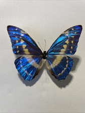 Entomologie*Morpho cypris*male*Kolumbien