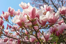 1st. Tulpen-Magnolie 60-80cm