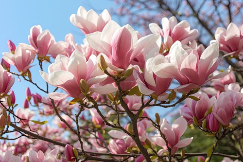 1st tulpen magnolie 80cm - 1st., 60-80cm