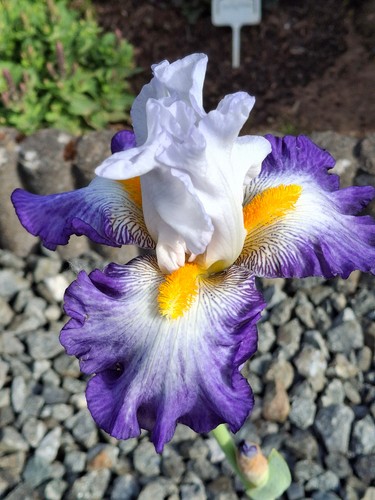 Schwertlilie iris brillant - iris,