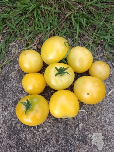 Tomatensamen dwarf barossa - tomatensamen,