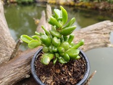Crassula Ovata Gollum