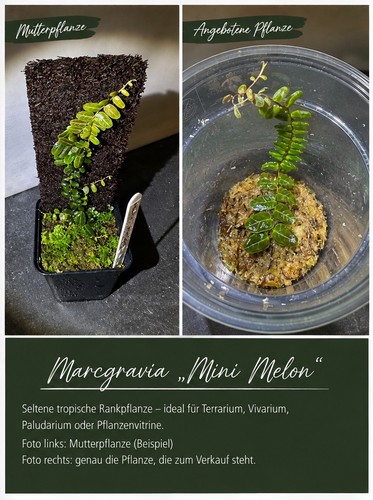 Marcgravia mini melon - marcgravia, melon“
