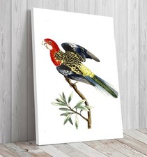 Nonpareil Papagei, Botanik