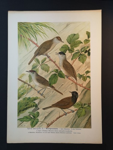 Chromolithographie 1898 - chromolithographie, v.