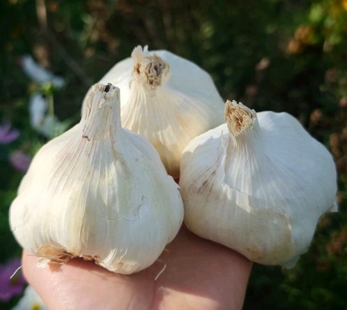 Xxl pflanzknoblauch messidor - pflanzknoblauch, 3