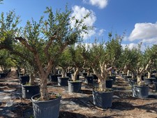 Granatapfelbaum GRÖSSE XL 240