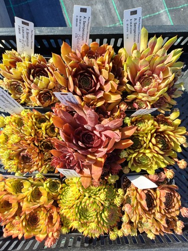 Sempervivum sue thomas - 9x, sempervivum-sue