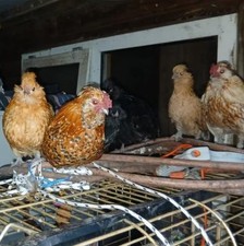 10 Eier Watermaalsche Bartzwerge Zwerghühner (keine) Bruteier