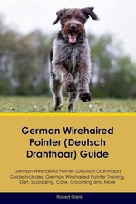 German Wirehaired Pointer
