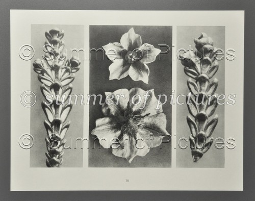 Karl blossfeldt ltd - blossfeldt, ltd.
