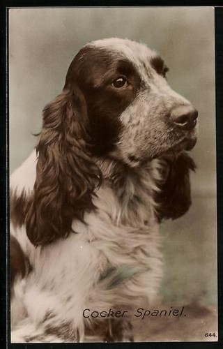 Ansichtskarte cocker spaniel - ansichtskarte,