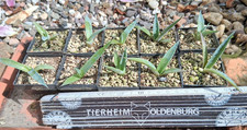 Stück agave chrysantha - 2,