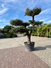 Tropictrees -Olivenbaum Pon