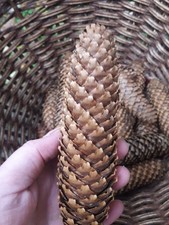 10 Fichtenzapfen, natur, zum