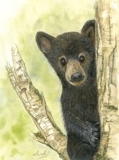 Schwarzbärjunges saß in