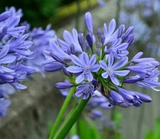10 Zwiebeln Regen-Lilien